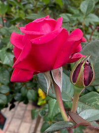 Rose Showpiece™ Lipstick (Rosa) - Ladybird Nursery