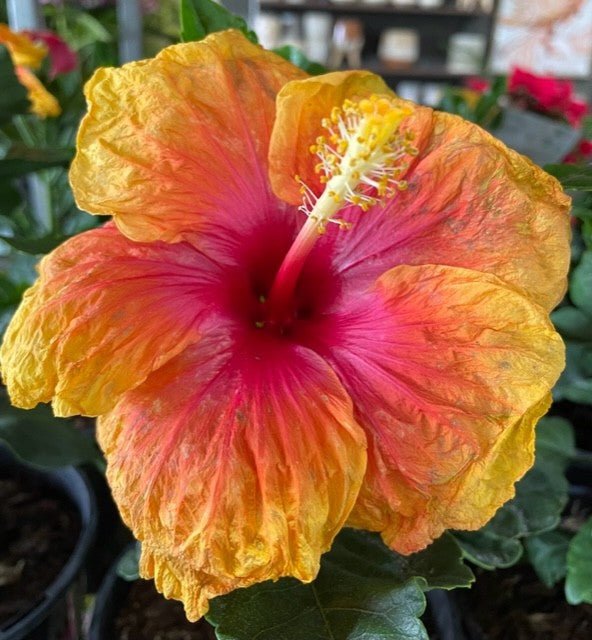 Hibiscus Rio Clara Sunset Ruffle - Ladybird Nursery