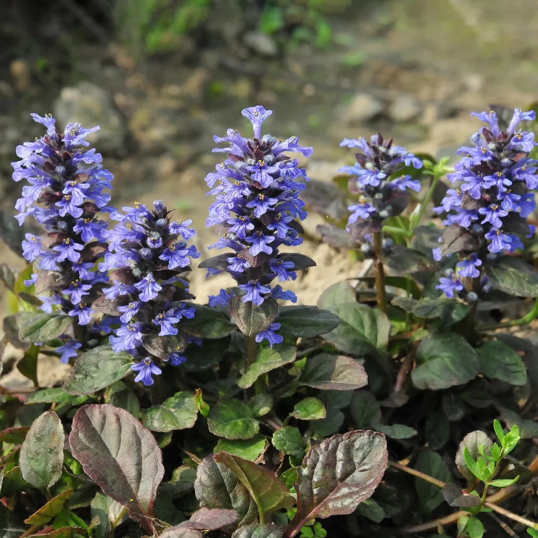 Common Bugle (Ajuga reptans)