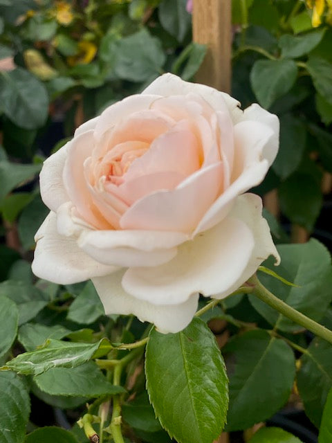 Rose Showpiece™ Champagne (Rosa)