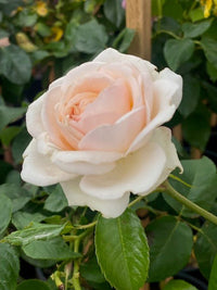 Rose Showpiece™ Champagne (Rosa) - Ladybird Nursery