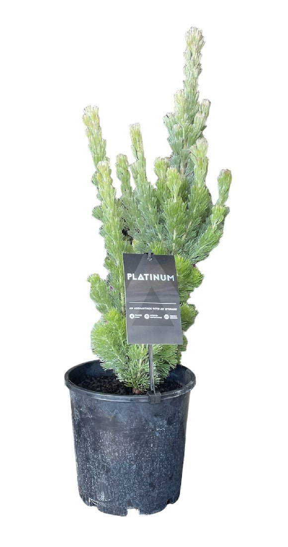 Woolly Bush 'Platinum' (Adenanthos sericeus) - Ladybird Nursery