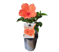 Hibiscus Flamenco™ Hera - Ladybird Nursery