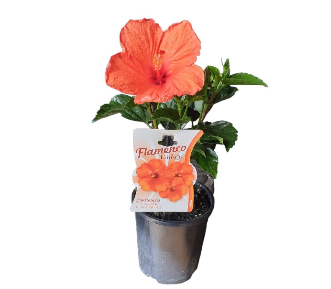 Hibiscus Flamenco™ Hera - Ladybird Nursery