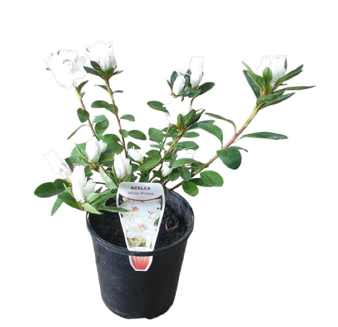 Azalea Snow Prince - Ladybird Nursery