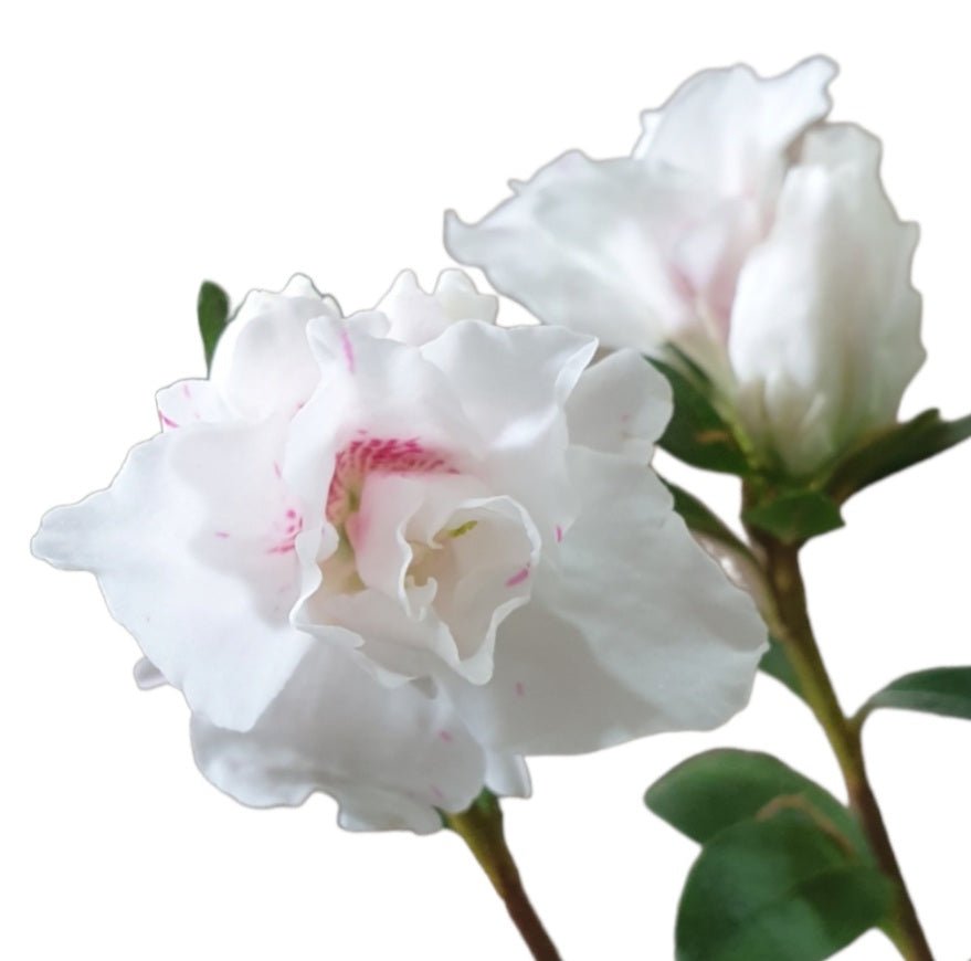 Azalea Snow Prince - Ladybird Nursery
