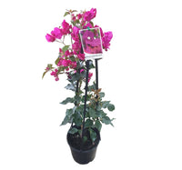 Bougainvillea Mrs H.C. Buck (Bougainvillea glabra)