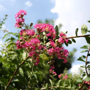 Crepe Myrtle (Lagerstroemia chekiangensis)