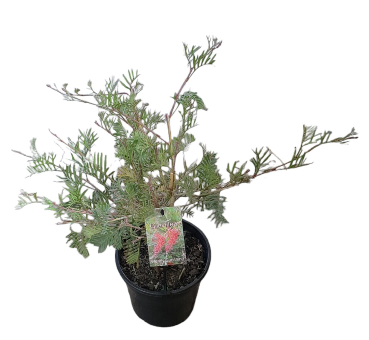 Grevillea Wendy Sunshine Standards