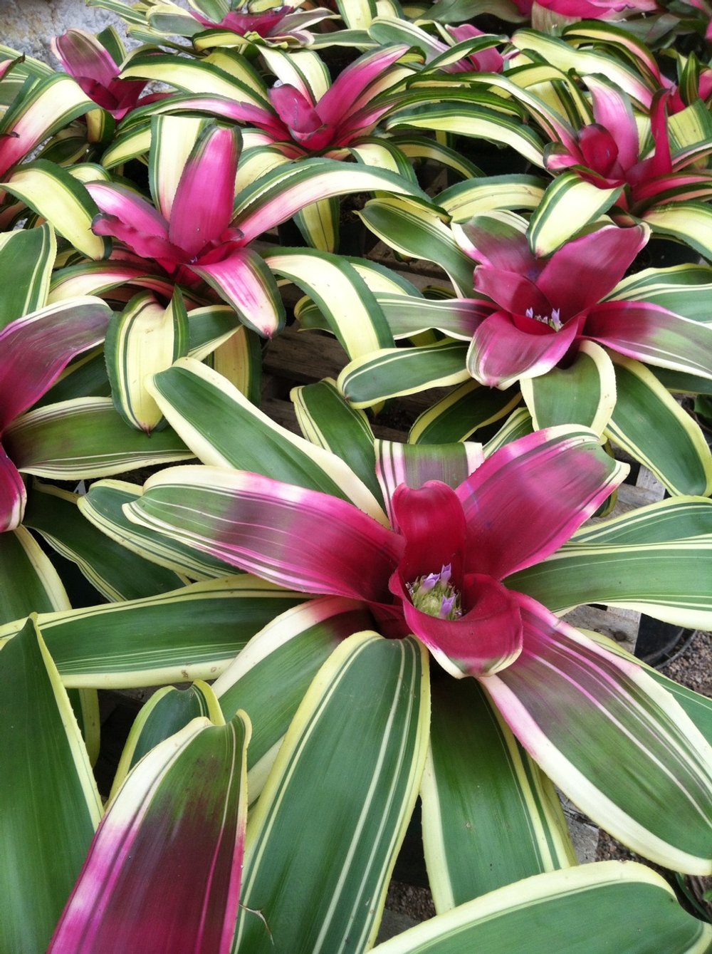 Bromeliad Inferno (Neoregelia)