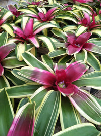 Bromeliad Inferno (Neoregelia) - Ladybird Nursery