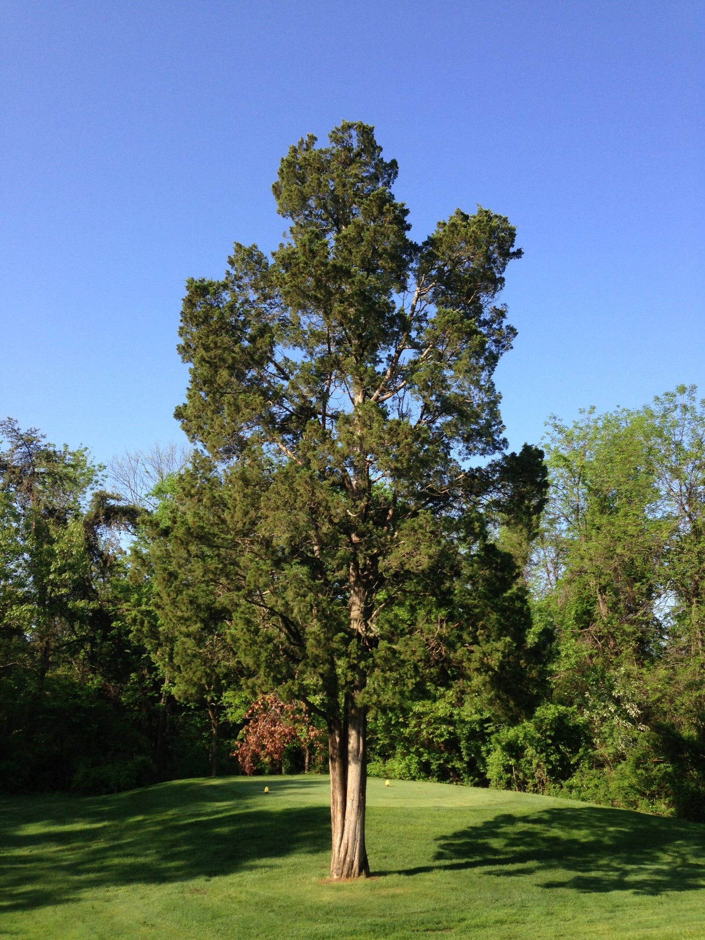 Eastern Red Cedar Skyrocket (Juniperus virginiana)