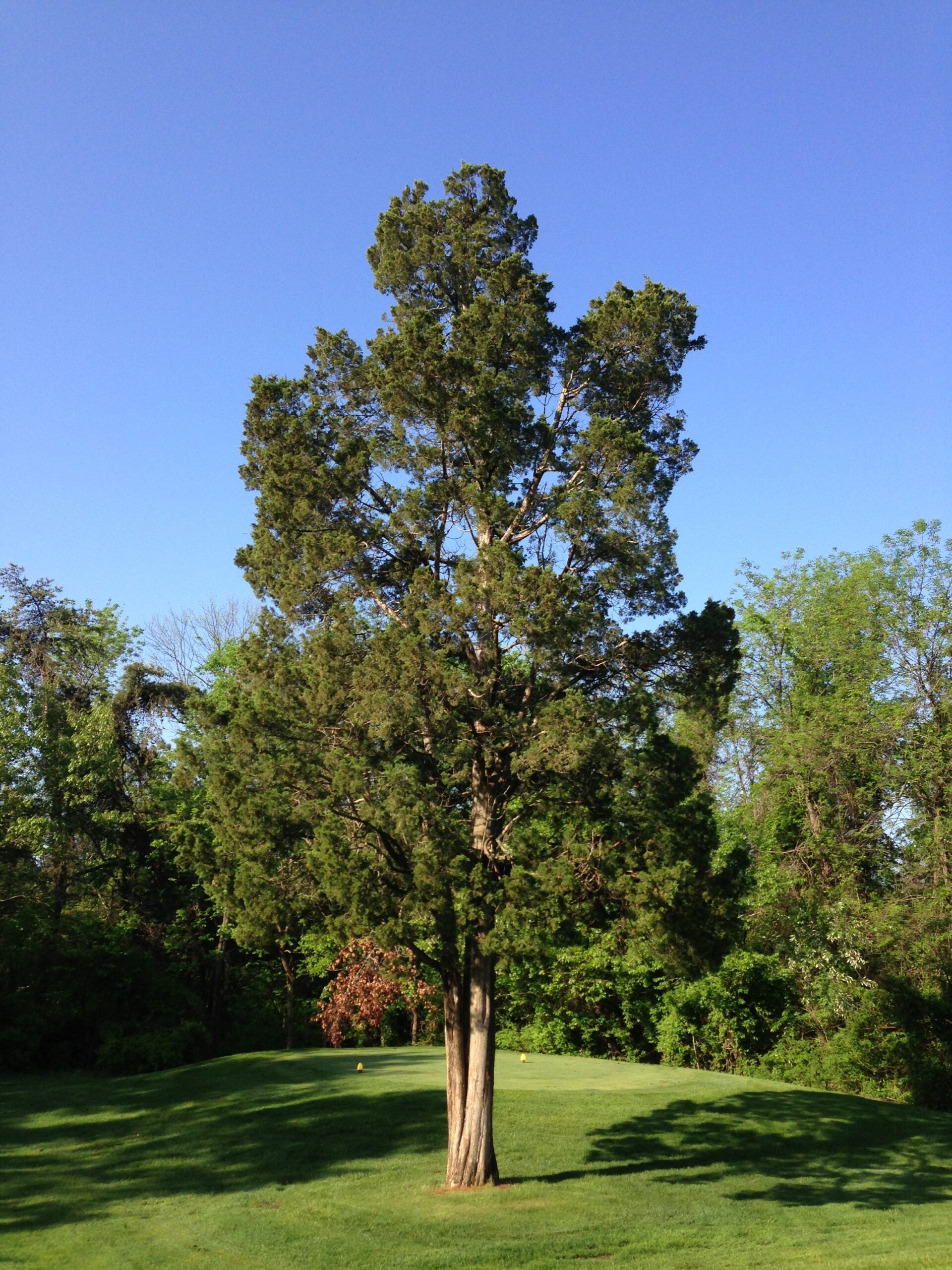 Eastern Red Cedar Skyrocket (Juniperus virginiana)