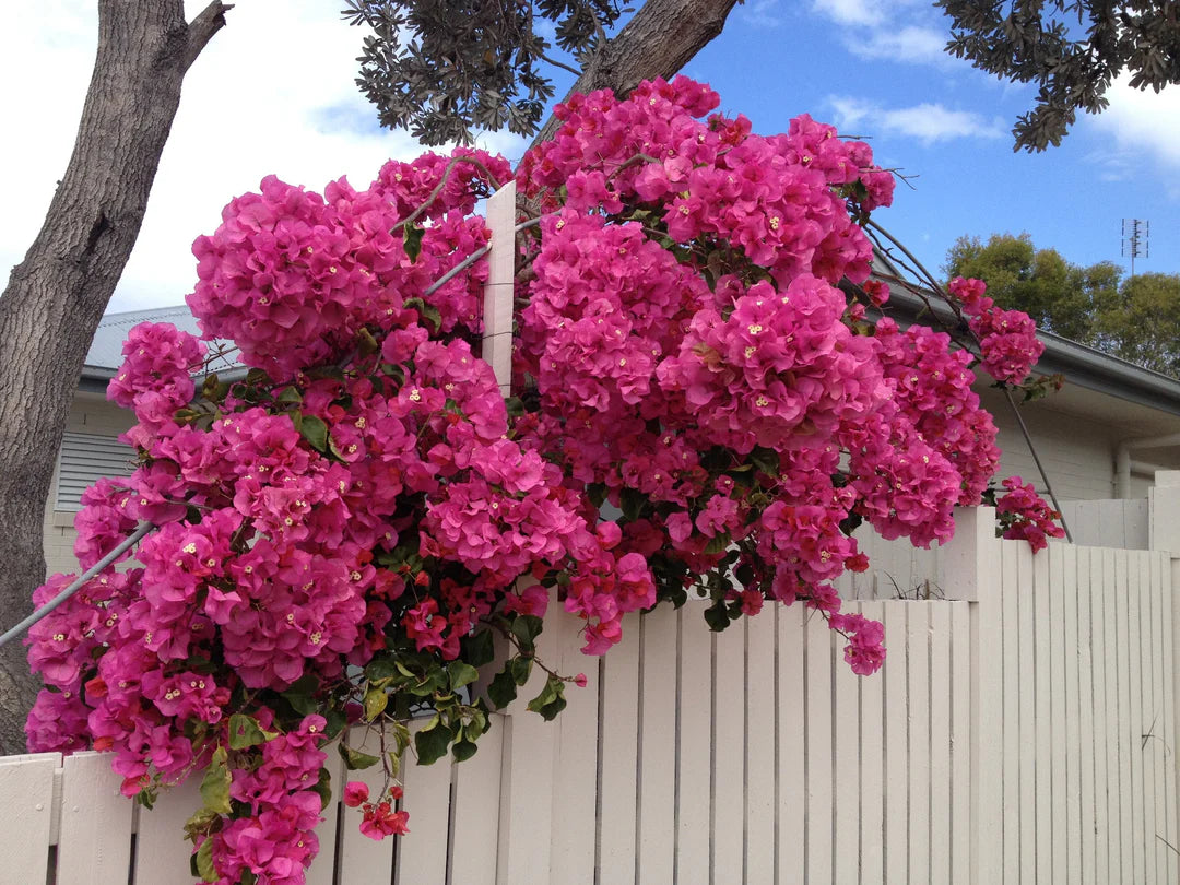 Bougainvillea Clifton Carnival (Bougainvillea glabra)