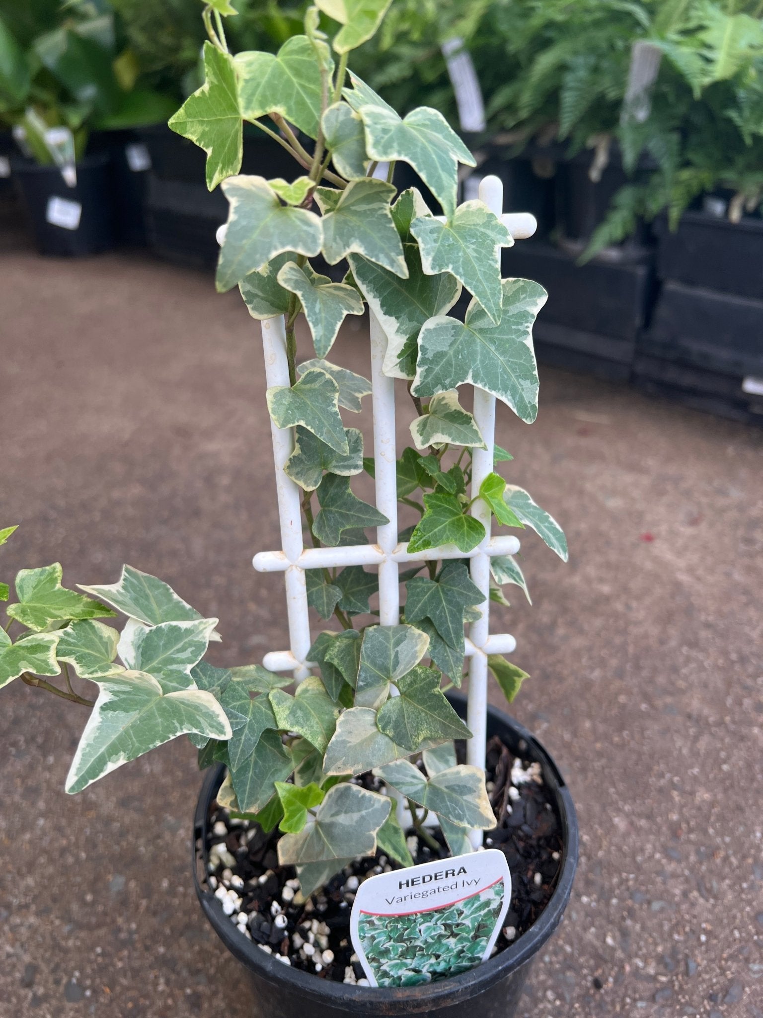 English Ivy Variegata (Hedera helix) - Ladybird Nursery