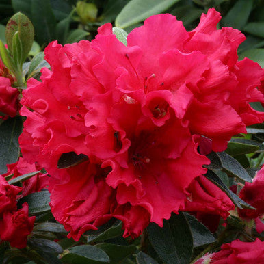Azalea Red Satin