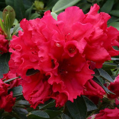 Azalea Red Satin - Ladybird Nursery