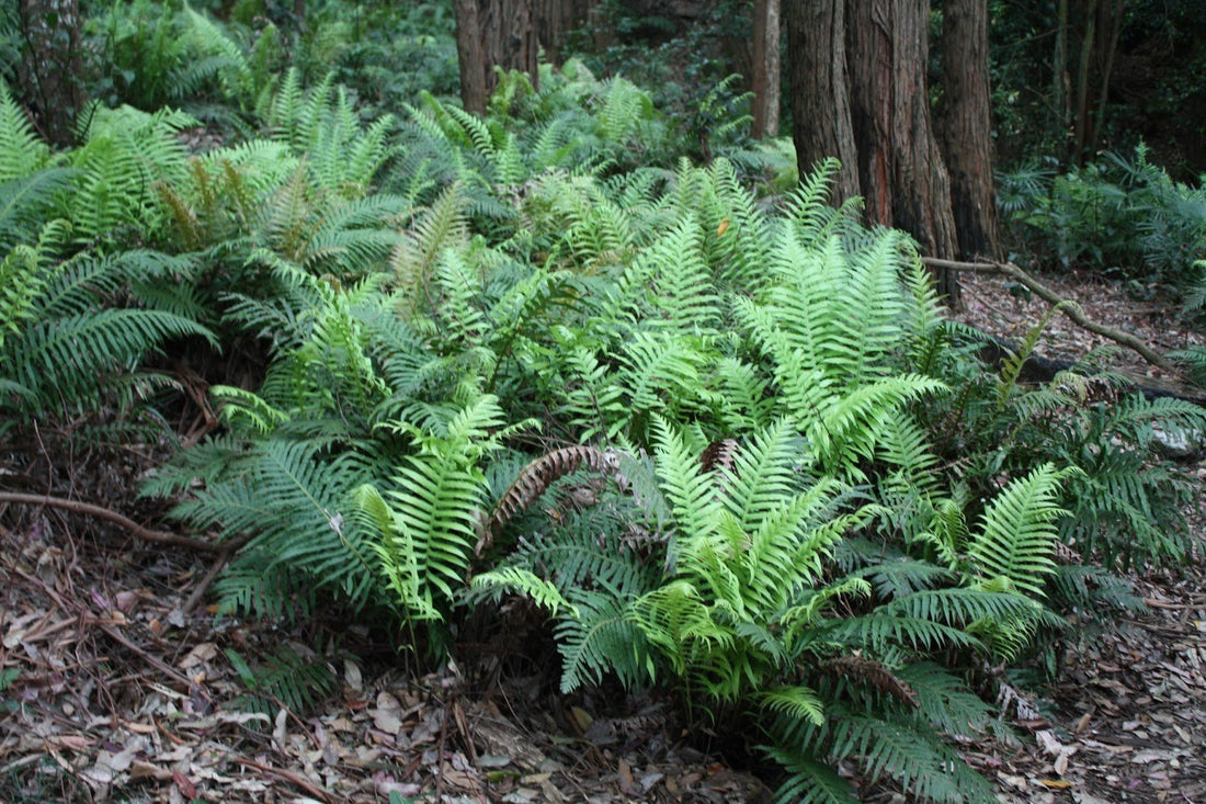 Gristle Fern (Blechnum cartilagineum) - Ladybird Nursery