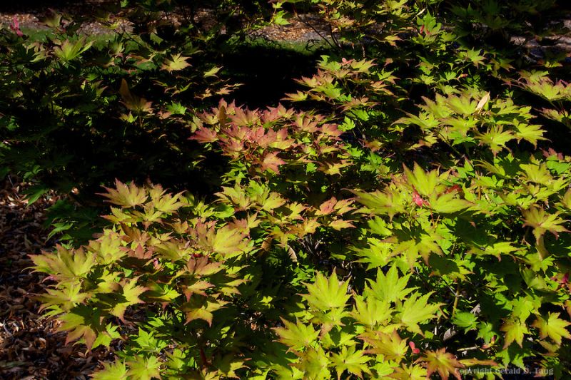 Siebold's Maple Siebold (Acer sieboldianum)