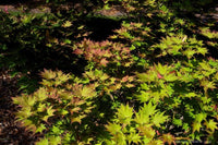 Siebold's Maple Siebold (Acer sieboldianum) - Ladybird Nursery