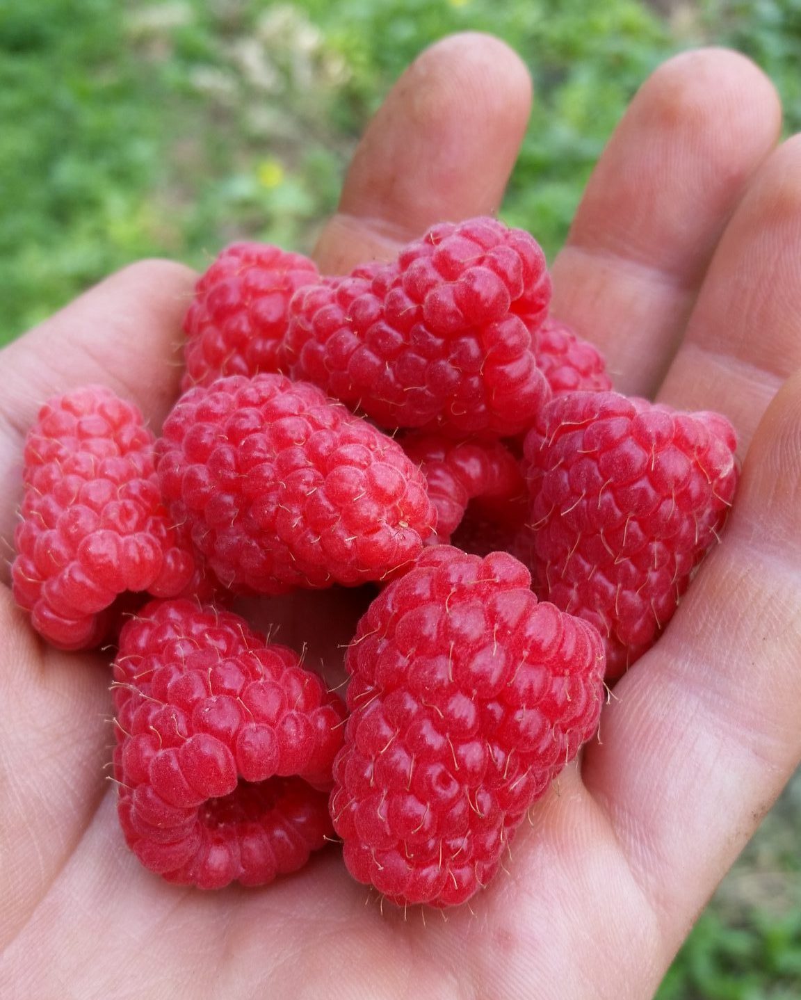Raspberry Golden Glitz