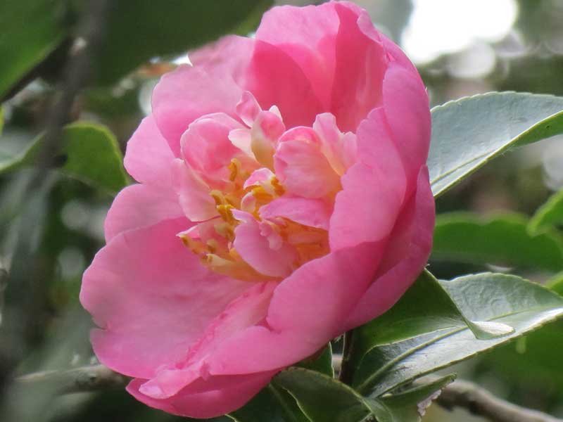 Sasanqua Camellia Lucinda (Camellia sasanqua)