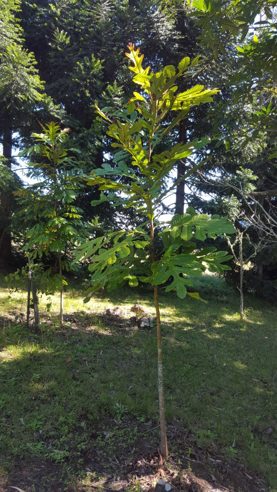 Atherton Oak (Athertonia diversifolia)