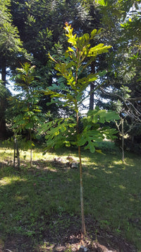 Atherton Oak (Athertonia diversifolia)