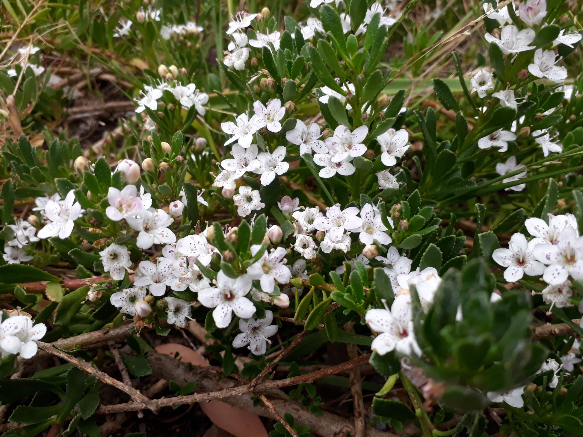 Creeping Boobialla (Myoporum parvifolium)