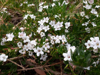 Creeping Boobialla Broad Leaf (Myoporum parvifolium)