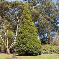 Himalayan Cypress Arctic Green (Cupressus torulosa)