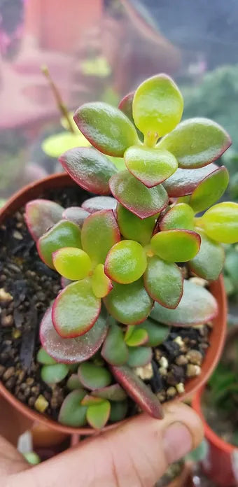 Silver Jade (Crassula argentea)