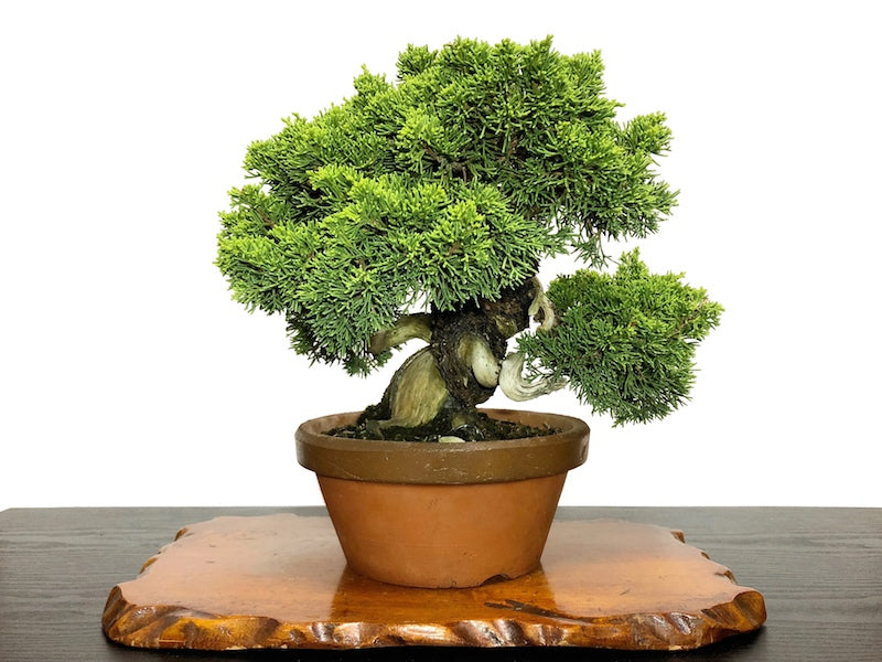 Chinese Juniper Shimpaku (Juniperus chinensis)