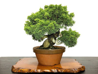 Chinese Juniper Shimpaku (Juniperus chinensis) - Ladybird Nursery