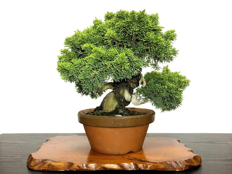 Chinese Juniper Shimpaku (Juniperus chinensis) - Ladybird Nursery
