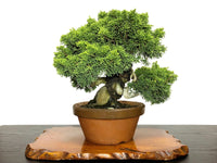 Chinese Juniper Shimpaku (Juniperus chinensis)