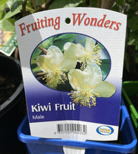 Kiwifruit Male