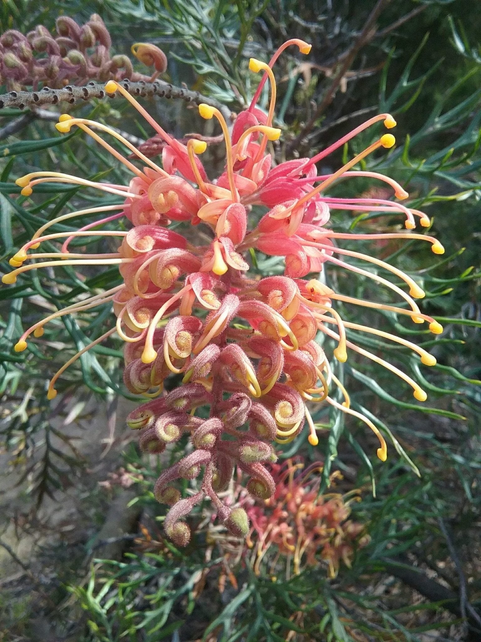 Grevillea Strawberry Sundae - Ladybird Nursery