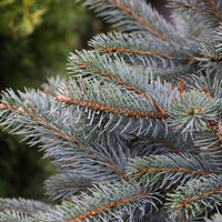 Blue Spruce Fat Albert (Picea pungens)
