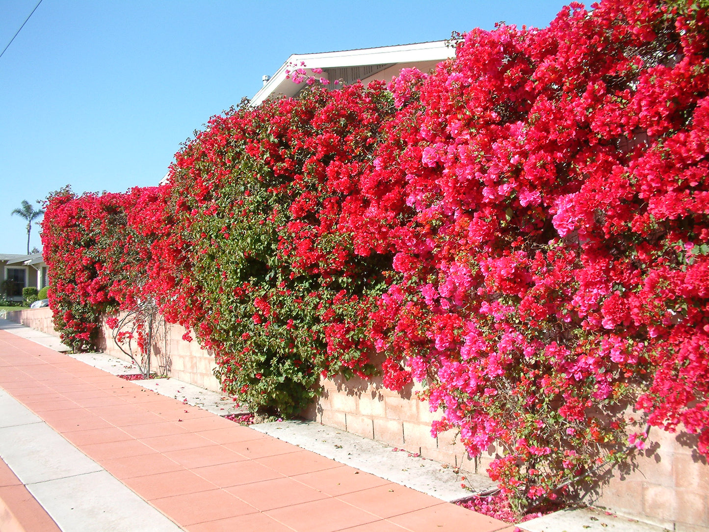 Bougainvillea San Diego Red (Bougainvillea glabra)