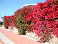 Bougainvillea San Diego Red (Bougainvillea glabra) - Ladybird Nursery