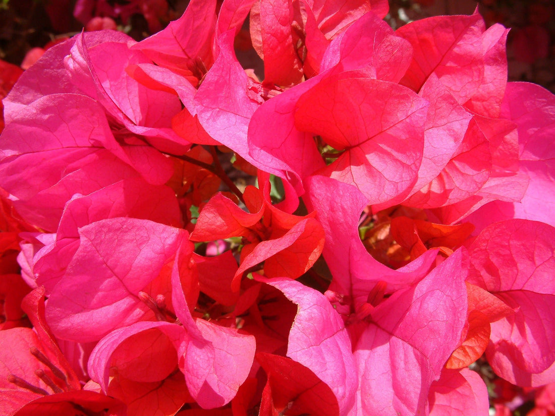 Bougainvillea San Diego Red (Bougainvillea glabra) - Ladybird Nursery