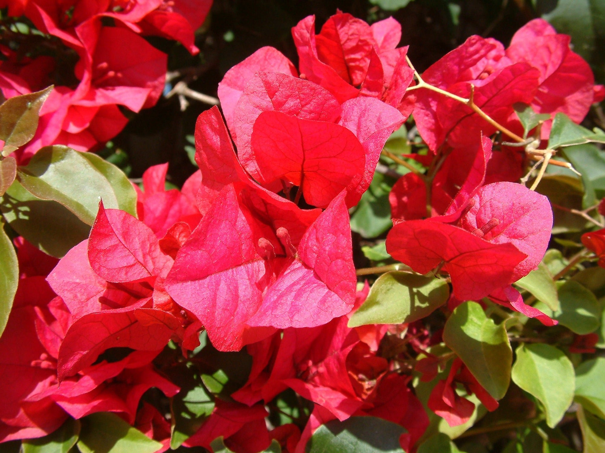 Bougainvillea San Diego Red (Bougainvillea glabra) - Ladybird Nursery