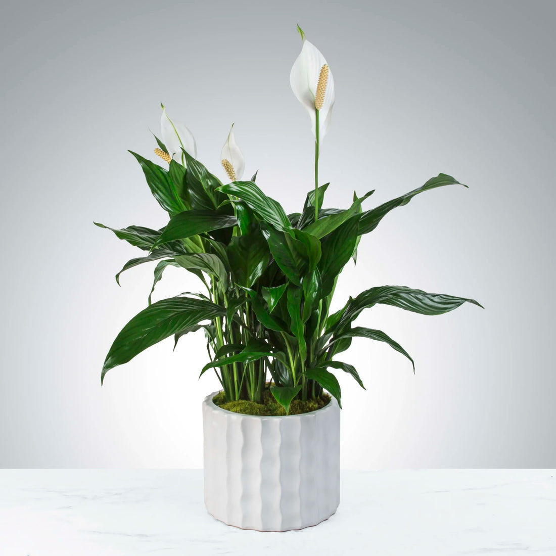 Peace Lily Merry (Spathiphyllum) - Ladybird Nursery