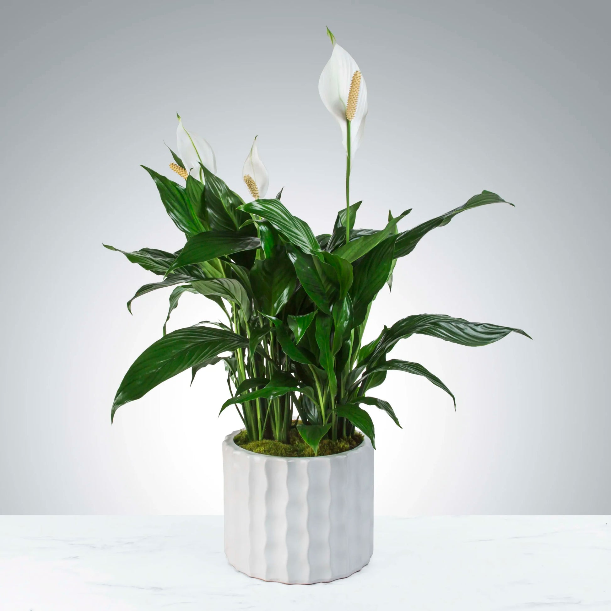 Peace Lily Merry (Spathiphyllum)