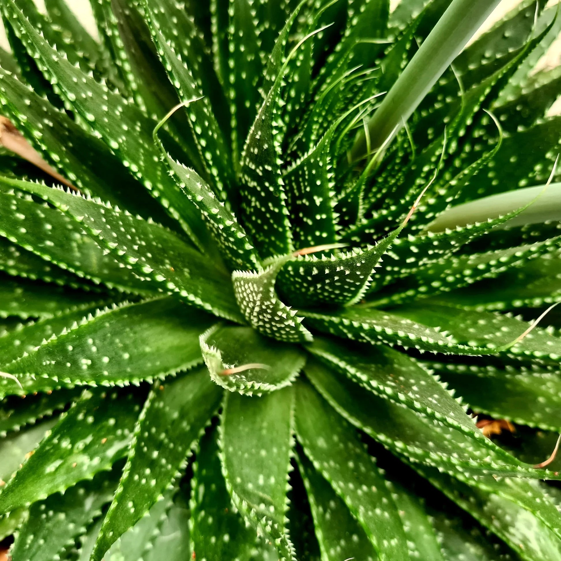 Torch Plant Lace Aloe (Aloe aristata)