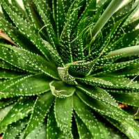 Torch Plant Lace Aloe (Aloe aristata) - Ladybird Nursery