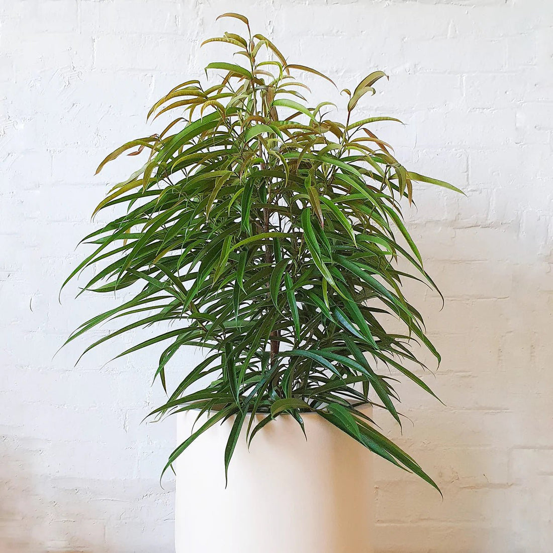 Sabre™ Fig (Ficus) - Ladybird Nursery