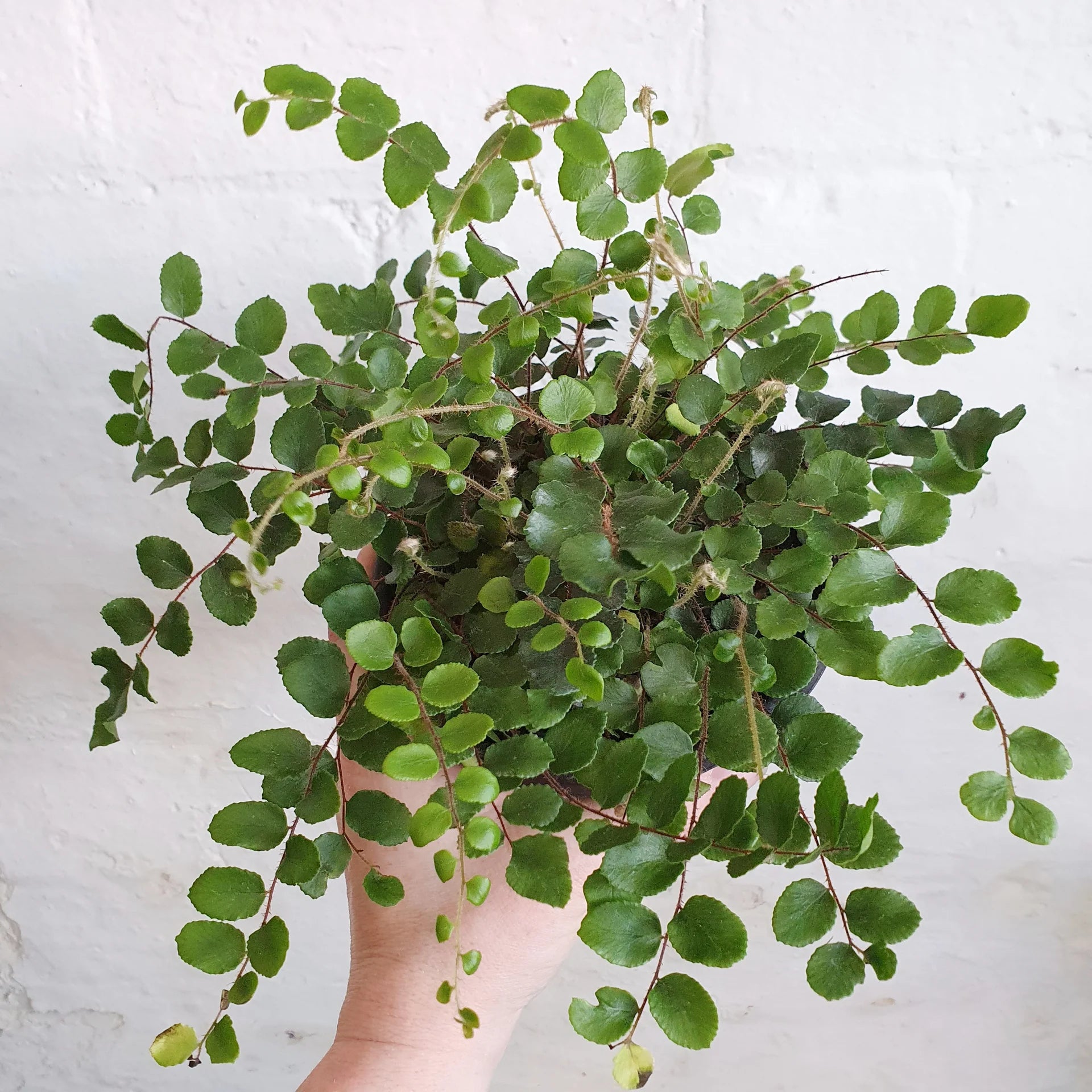 Button Fern (Pellaea rotundifolia)