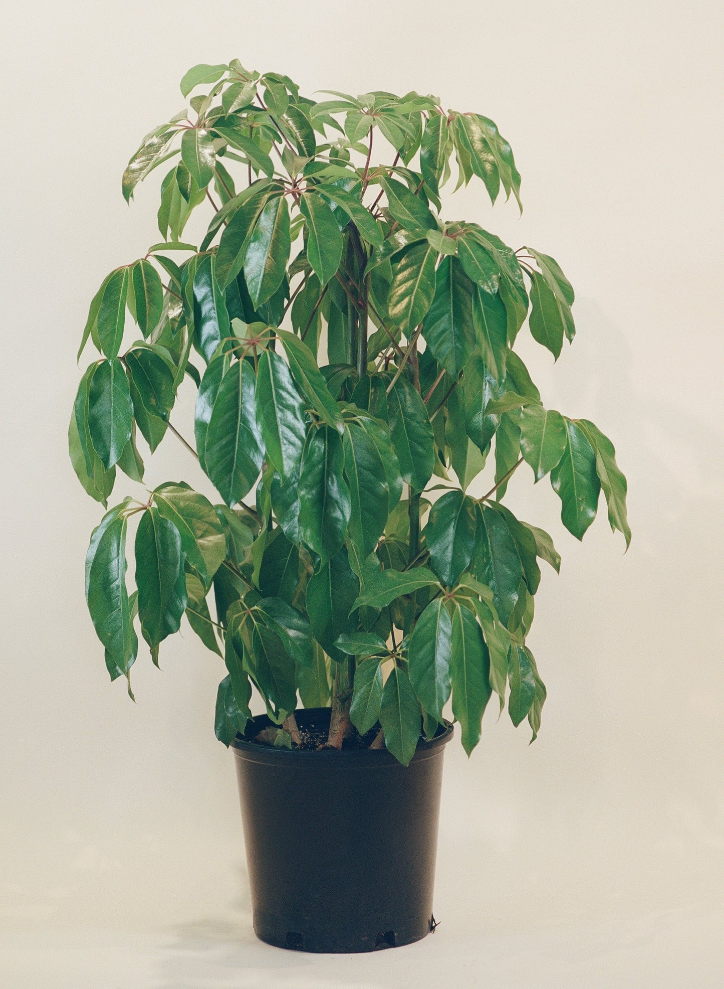 Umbrella Tree Amate (Schefflera actinophylla)